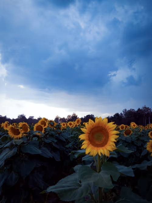 Item #62289031372822270265084164180090740286412652417376173144392165599394696003594 Media