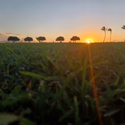 Grasshopper's Sunset 