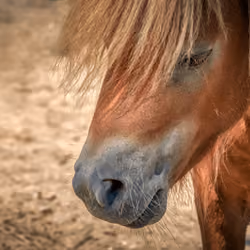 Mustang #45