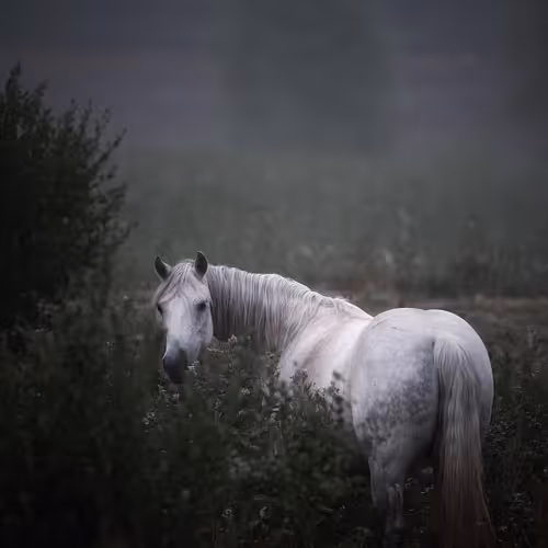 2468119463308914702005443652102614178506533567319377457804557040554849861633