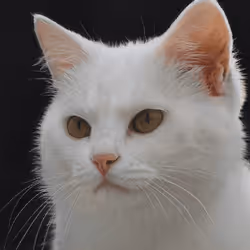 106393158711752592444527764053332067386103257112262188176365270853709895565313