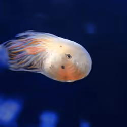 93923887731966639760197662534300547726212510779526051617655967259039052595201