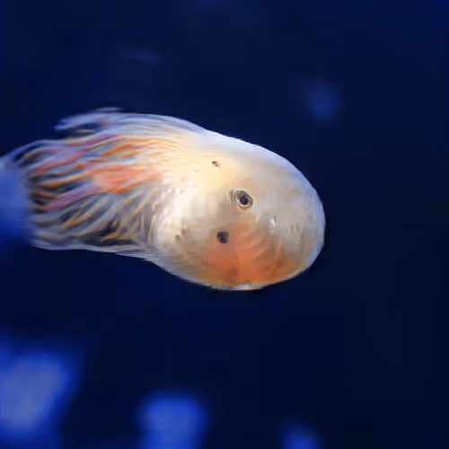 93923887731966639760197662534300547726212510779526051617655967259039052595201