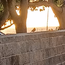 Maui Sunset Fren