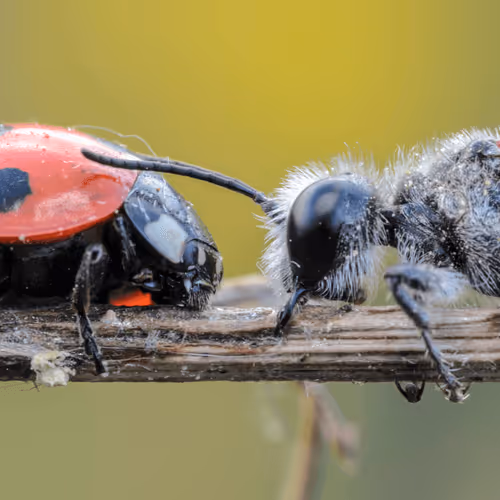 Item #85482677209635580740523827451099252136629396536545148940270710380920758599681 Media