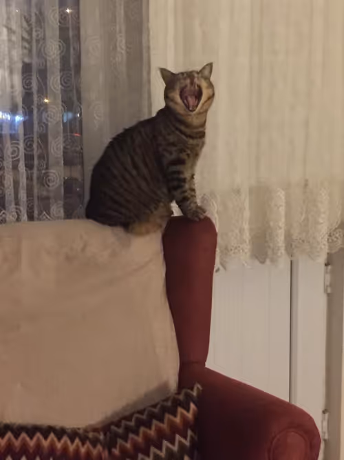 Item #87230644132242042715110404335498554471483528932516350554011268141531162214401 Media