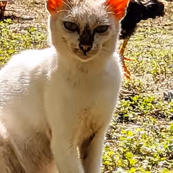 stylish cat
