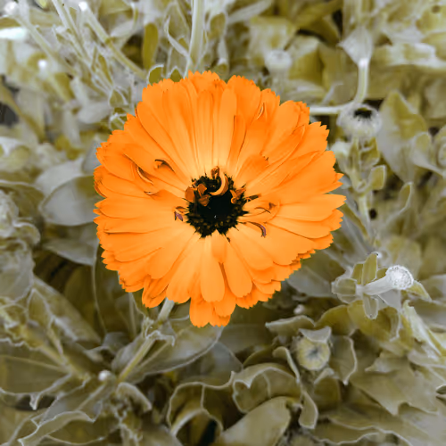 Item #84009224688457436911077818242985162617127929827345760770995272781771392942081 Media