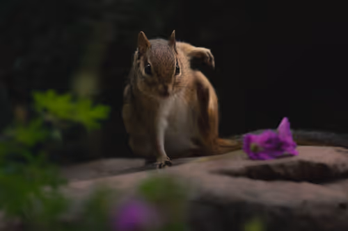 Item #54796367696161351394625490632215306936915261951641957907394925671190527737857 Media