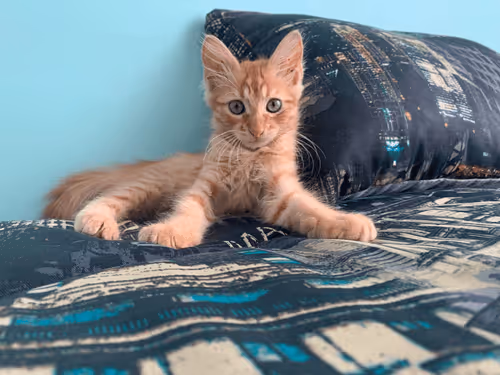 Item #42039913205685825126284801722072857085245062817790218601187825230875004502017 Media