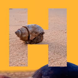 HERMIT CRAB 0.4