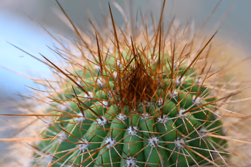 Item #1864235862486587087410937482126233260088053295403624046406936181284813144065 Media