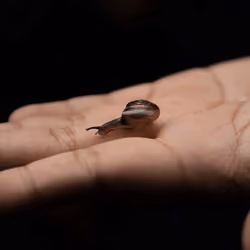 Snail 🐌