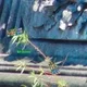 105872434102652453327653632846864225150296275780114323635099368769382139297800