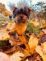 Item #77568414219689985410197631902100634377525159118296207777570768665674115973130 Media