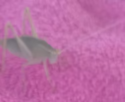 Alien Grasshopper