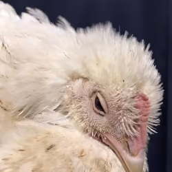 Chicken #13