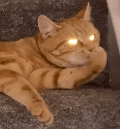 Meme Cat #1