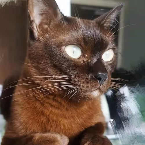 lasercat