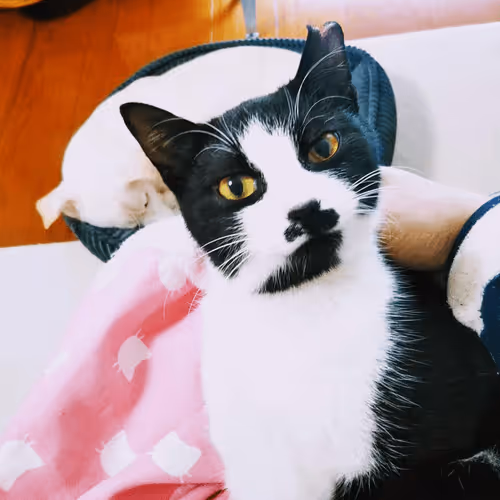 Item #21641457647604119415336293419062628234912656034096128592142110505738962993157 Media