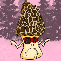 MOREL_TaiFi 98/100
