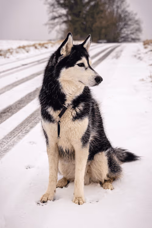 Item #33351075088338566798566477458938543198639802445758245669309951392949943140353 Media