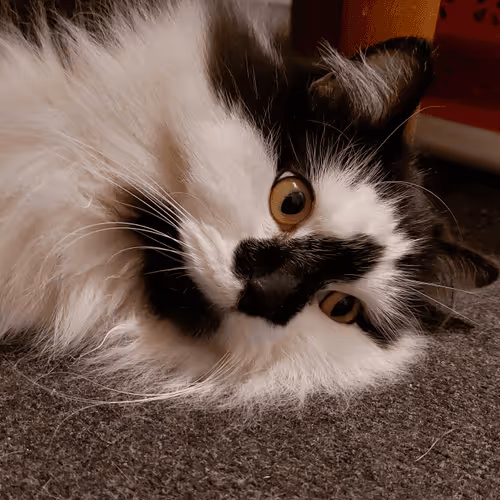 Item #13161020314009032005485822086301964352885579695205061807387255164085513224193 Media