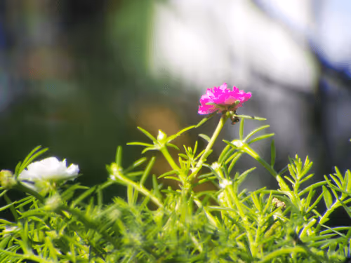 Item #78774018974347764357765192518377150739749637856503949941232678370994586386433 Media