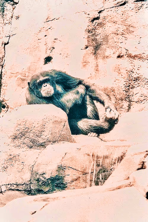 Item #105394010161551018097936078642910549059002323015222353178191530116257201258497 Media