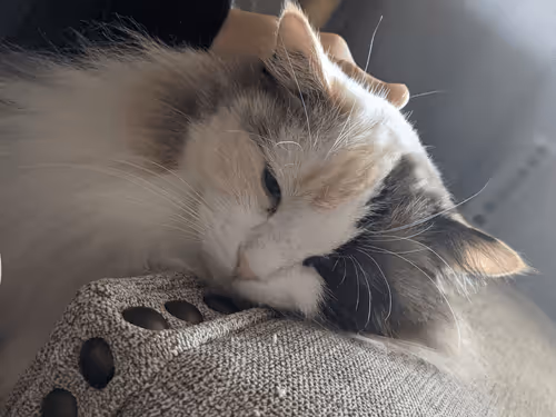 Item #103823190638075684652461829267274249161173063347509023641376403481125776785409 Media