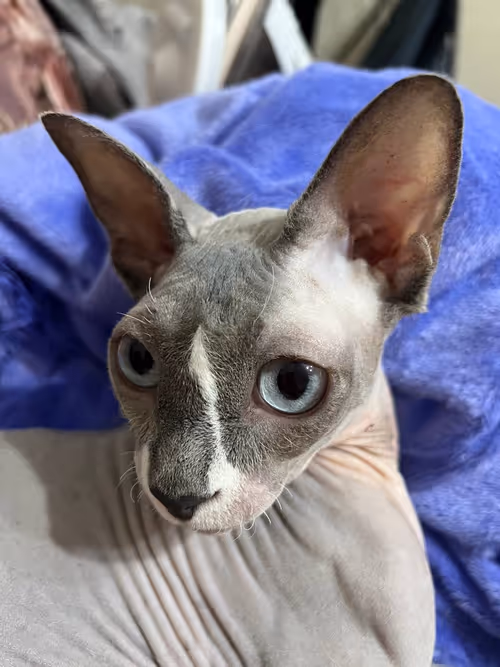 Item #91467919776805125201774788997551389612240577808120684440209088011382269411329 Media