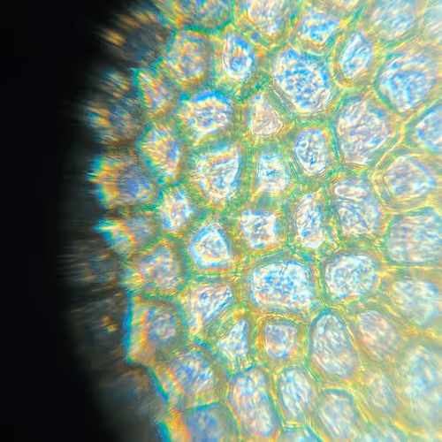 Item #20926561426204038772068387457782872375501582869005270726634410709814693855233 Media