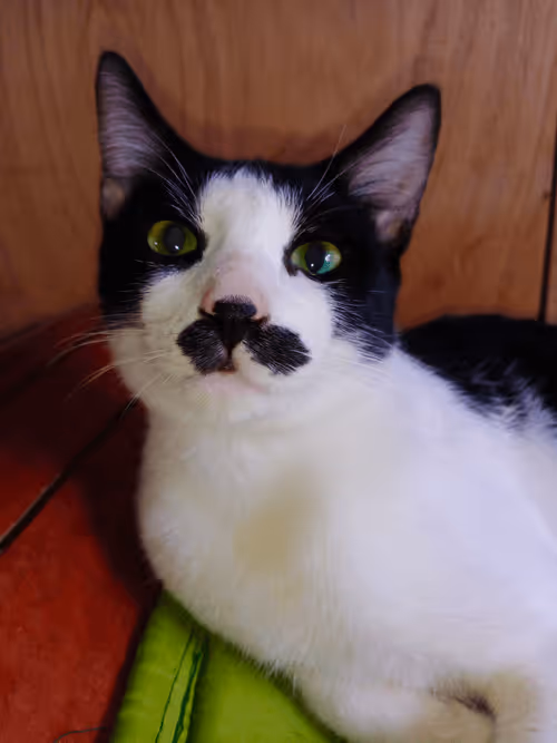 Item #89331665747570926078978904565151837822788080939742704876963867107303501070337 Media