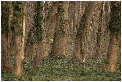 Nature Photographer 177169894