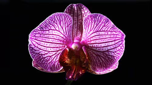 Item #84920765965511863695539671597836963309741109081743775550621196830992414802019 Media