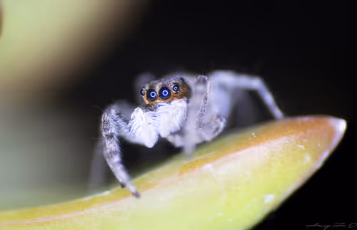 Item #71581581597643149467168648258107612895954652737946138187853336680035096985601 Media