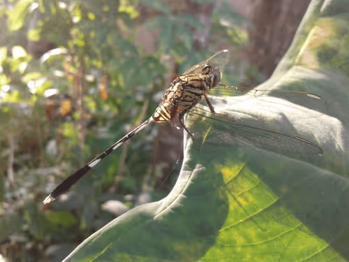 dragonfly