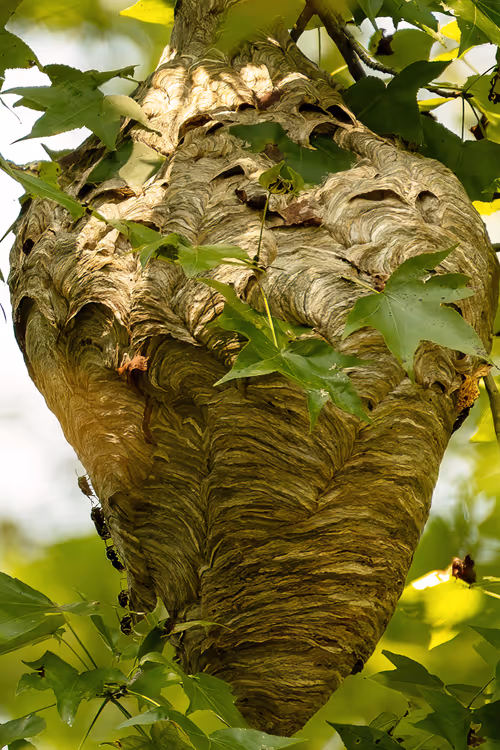 Item #101688571717009762434089317341940249362126227108207836659387340206745403260929 Media