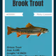 Brook Trout