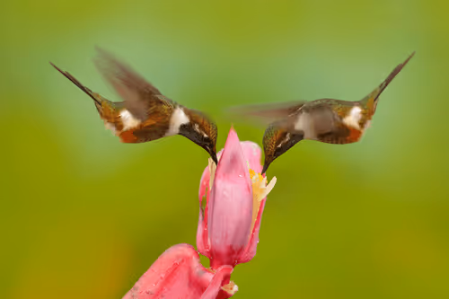 Item #25621925064279012681246301446131385931262547461970292834419122502568207450113 Media