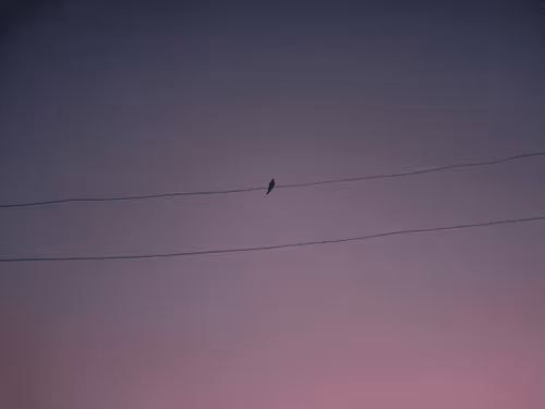 Pinketudes