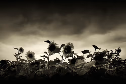 Item #113065873903366828743744079288708835697083018334279533284549130222938116587521 Media