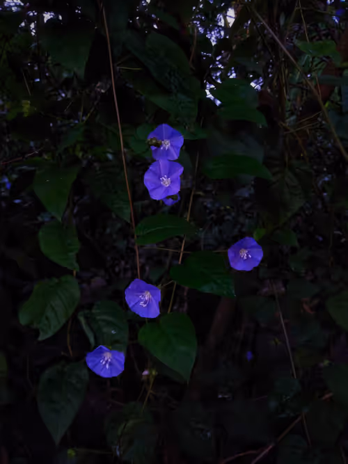 Item #96373460507912281939903112807065392587728079623754575039603803268458062282753 Media