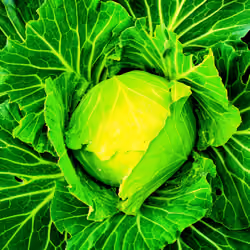 fresh cabbage
