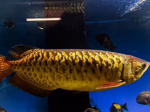 Item #53256051382526806693033333135834754723594393948351704471478678651652255252481 Media