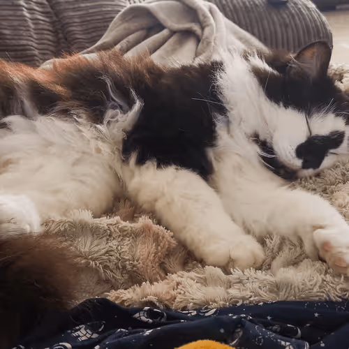 Item #13161020314009032005485822086301964352885579695205061807387255123403582996481 Media