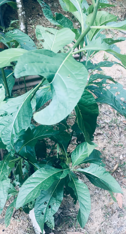 Item #103388145418380056748041599126253319865479008905654285321469462640137561178113 Media