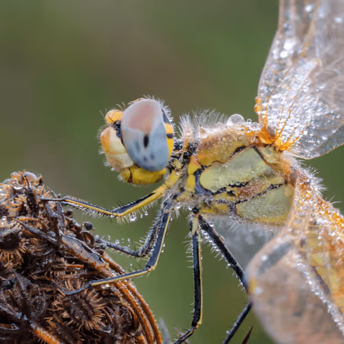 Item #85482677209635580740523827451099252136629396536545148940270710369925642321921 Media