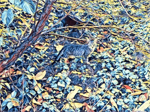 Item #46397680814911453718365897270123246439130732684861044295736256059422946623489 Media