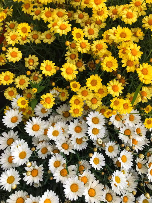 Item #66820219221198918858103330238748166887962299943803224281381121408375300554753 Media